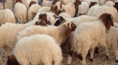 تونس : ''علّوش العيد'' يتراجع بـ400 دينار