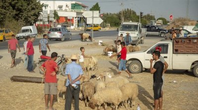تونس : وفرة في عدد الأضاحي والأسعار ما تزال مرتفعة