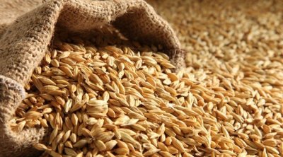 Tunisie : Le département de l’Agriculture fixe les prix de réception des céréales pour la saison 2025