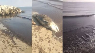 نفوق دلفين وتلون البحر في حمام الأنف: تحذيرات من كارثة بيئية صامتة