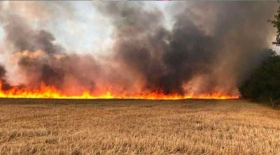 Béja : un incendie ravage 5 hectares de cultures à Amdoun