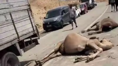 إصابة سائق ونفوق عدد من الإبل في حادث مرور بقبلي (صور)
