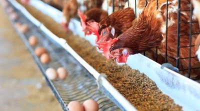 تونس : إنتاج الدواجن والبيض يغطي الطلب الحالي