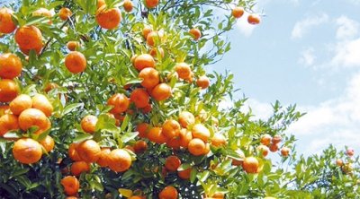 نابل: توقعات بإنتاج 270 ألف طن من القوارص 