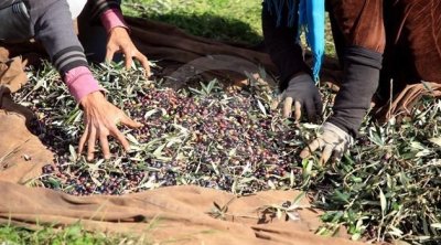 Le Kef : lancement officiel de la campagne de cueillette des olives