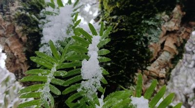 تونس: أمطار و تساقط الثلوج بداية من اليوم الأربعاء