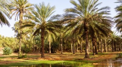 اليوم : القضاء ينظر في قضية استعجالية لطلب إخلاء واحات جمنة