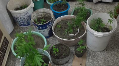 القبض على شخصين بتهمة زراعة مواد مخدرة في الكاف 