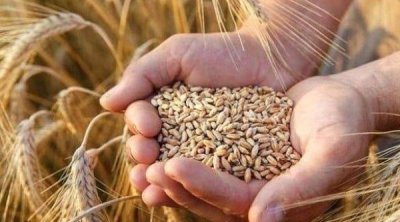 تونس تطرح مناقصة عالمية لشراء 200 ألف طن من القمح