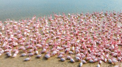 مناظر طبيعية ساحرة لطيور الفلامنغو في بحيرة السيجومي (صور)