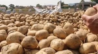 Ariana : saisie de trois tonnes de pommes de terre