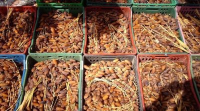 Exportations de dattes : la Tunisie dépasse les 500 millions de dinars de recettes