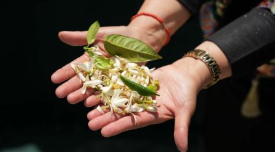 '' Zahr Nabeul Tour '': la Route du Bigaradier voit le jour à Nabeul