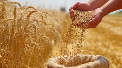 L’INRAT à l’origine de 80 % des semences certifiées en Tunisie