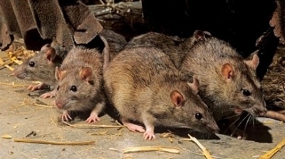 دعوة الى اعلان جرجيس منطقة خطر وطنية بعد انتشار الجرذان 