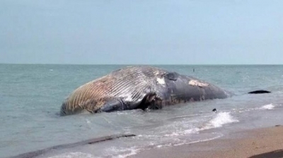 صفاقس : العثور على حوت ''بالان'' نافق قبالة سواحل الصخيرة 