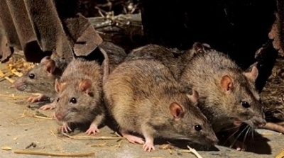 وزارة الصحة تخصص برنامج لمكافحة الجرذان في معتمديتي جرجيس و بن قردان 