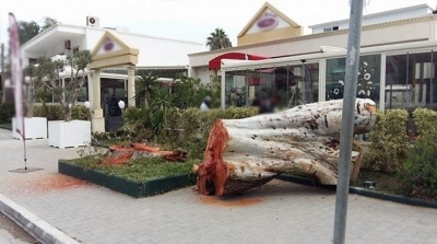 قرطاج : قضية ضد صاحب مقهى قام بقطع شجرة ''اوكالبتوس''