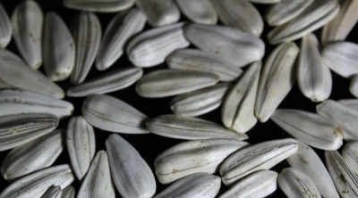 باجة : الفلاحون يطالبون بوقف توريد ''قلوب تركيا'' 