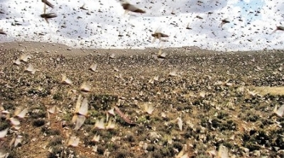 وزارة الفلاحة توضح حقيقة هجوم اسراب من الجراد على بن قردان 