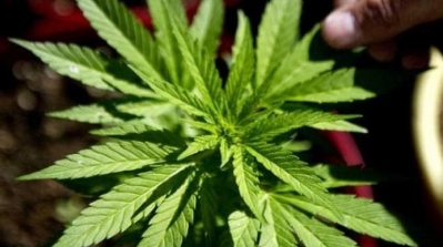 نابل : ايقاف فلاح يزرع ''الماريخوانا'' 