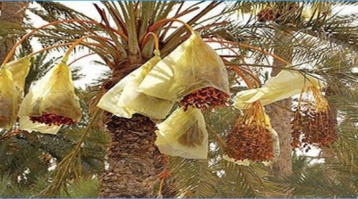 قبلي: نحو إلغاء صلاة الاستسقاء حماية لصابة التمور 