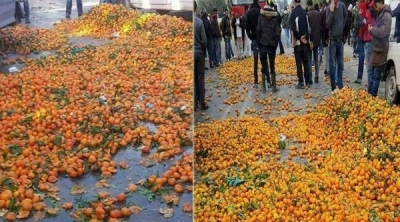 نابل : عدد من الفلاحين يتلفون كميات هائلة من القوارص 