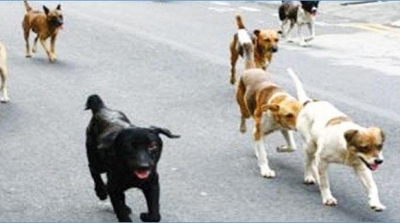  كلاب سائبة تهاجم طفلة بالقصرين 