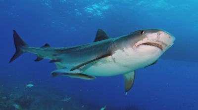 ظهور سمكة قرش في مدخل المرسى القديم ببنزرت