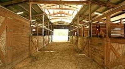 العثور على فتاة تحمل اعاقة  تعيش عارية في اسطبل مع الحيوانات بالقيروان