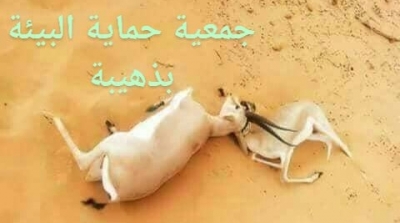 تطاوين نفوق قطيع من الغزلان في الظاهر بسبب درجات الحرارة 