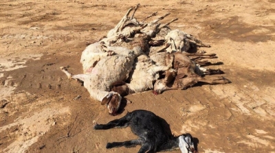 المهدية : نفوق عدد هام من الابقار و الماشية في سيدي علوان بسبب الانقطاع المتكرر للمياه 