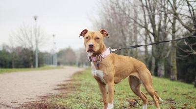Un pitbull attaque 8 élèves et une institutrice dans une école à Korba