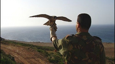 Le Cap Bon célèbre le festival annuel de l'épervier