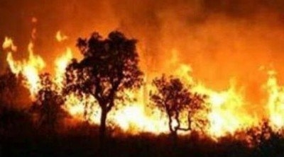 Kairouan : un incendie détruit prés de 500 oliviers