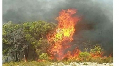 L’incendie dans la forêt de Rimel- Bizerte maîtrisé