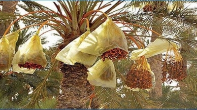 Le palmier dattier officiellement sur la liste du patrimoine culturel de l’UNESCO