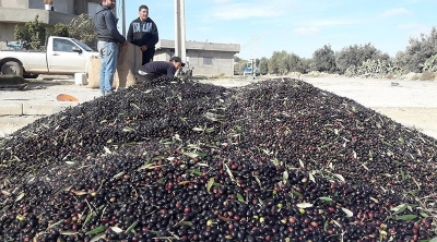 Kairouan : Mouvement de protestation contre la baisse des prix des olives