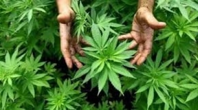 Kasserine: Il plante la marijuana à son domicile