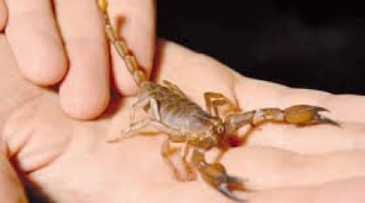 Décès d’une fille suite à une piqûre de scorpion à Siliana