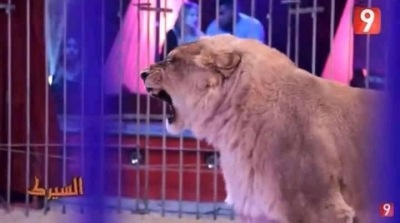 شكاية ضد كاميرا خفية علاء الشابي بسبب نزع أنياب الاسد (صورة)