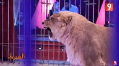 علاء الشابي في رد مستفز على منتقدي قطع أنياب أسد الكاميرا الخفية ''السيرك''