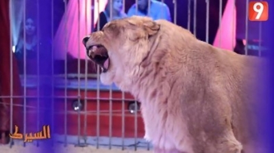طبيب بيطري : ما تعرض له أسد 'السيرك' سيؤدي إلى مرضه