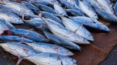 Saisie de 500 kg de thon avarié à Bizerte 