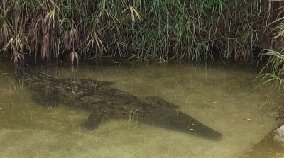 La municipalité de Tunis dément la mort du crocodile au Parc zoologique Belvédère