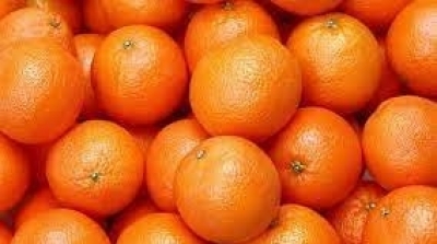 Tunisie : Baisse de 20% de la récolte des agrumes